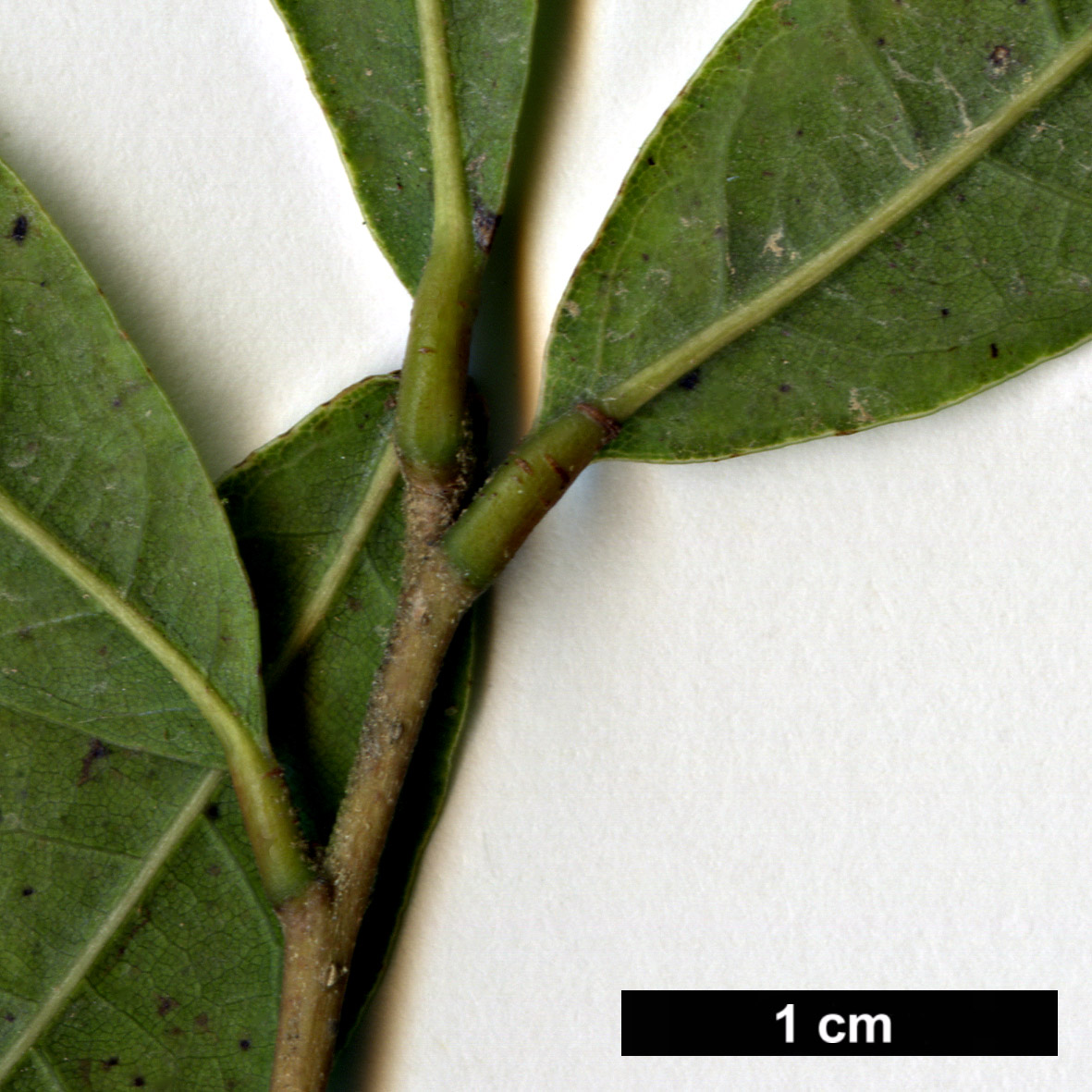 High resolution image: Family: Fagaceae - Genus: Quercus - Taxon: acatenangensis